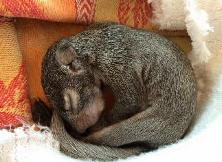 baby squirrel Pacific Wildlife Care