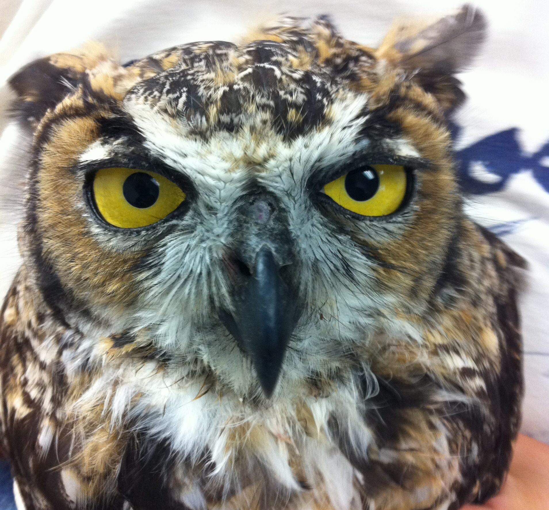 Great Horned Owl Rescued by Pacific Wildlife Care