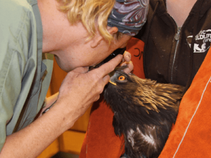 Dr. Riggs examines a Golden Eagle