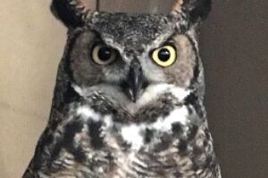 a Great Horned Owl