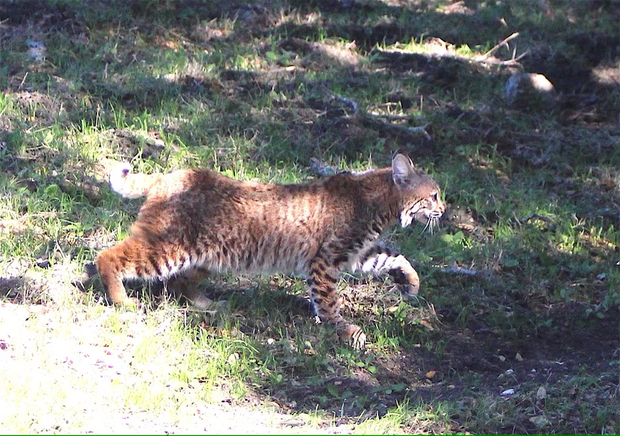 Coexisting with Bobcats