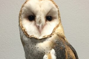 a Barn Owl, born in captivity