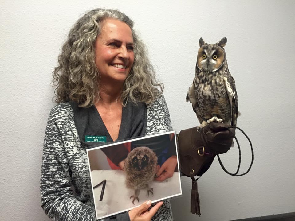 Long Eared Owl Ambassador for PWC