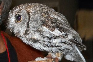 Misty - a Western Screech Owl , hit by a car and is blind