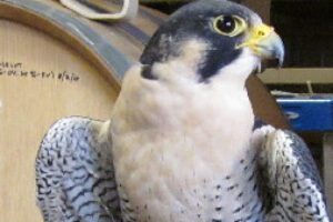 Morro – a Peregrine Falcon, born in captivity and non-releasable, was offered to PWC
