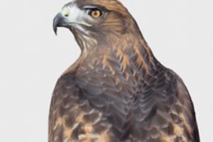 a Red-tailed Hawk, born with limited vision