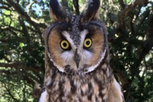 Oberon – a Long Eared Owl, with a nonfixable broken wing