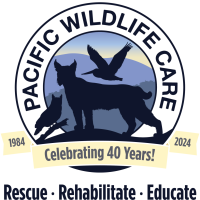 PWC Logo & Tagline + 40Y Banner