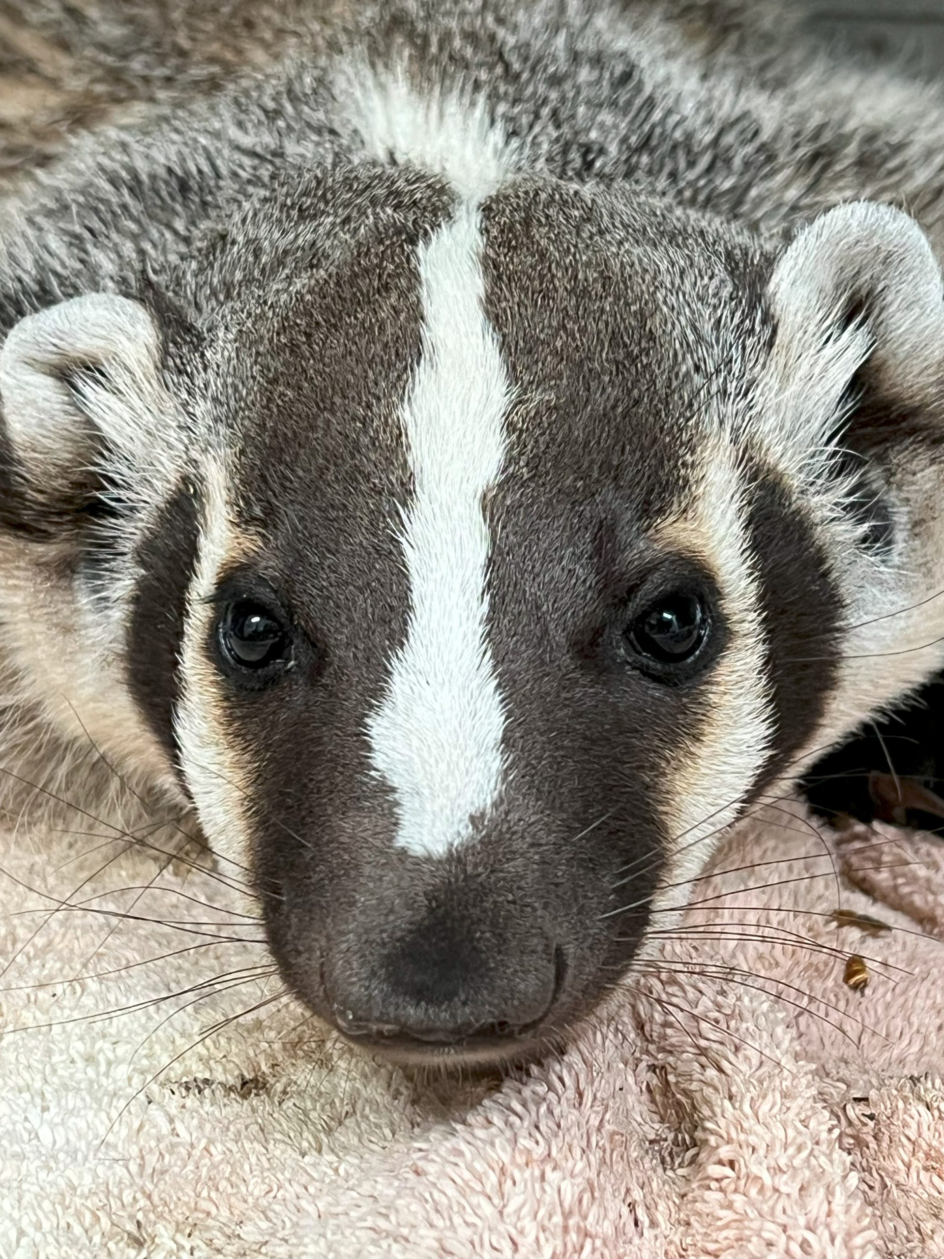 Badger 4